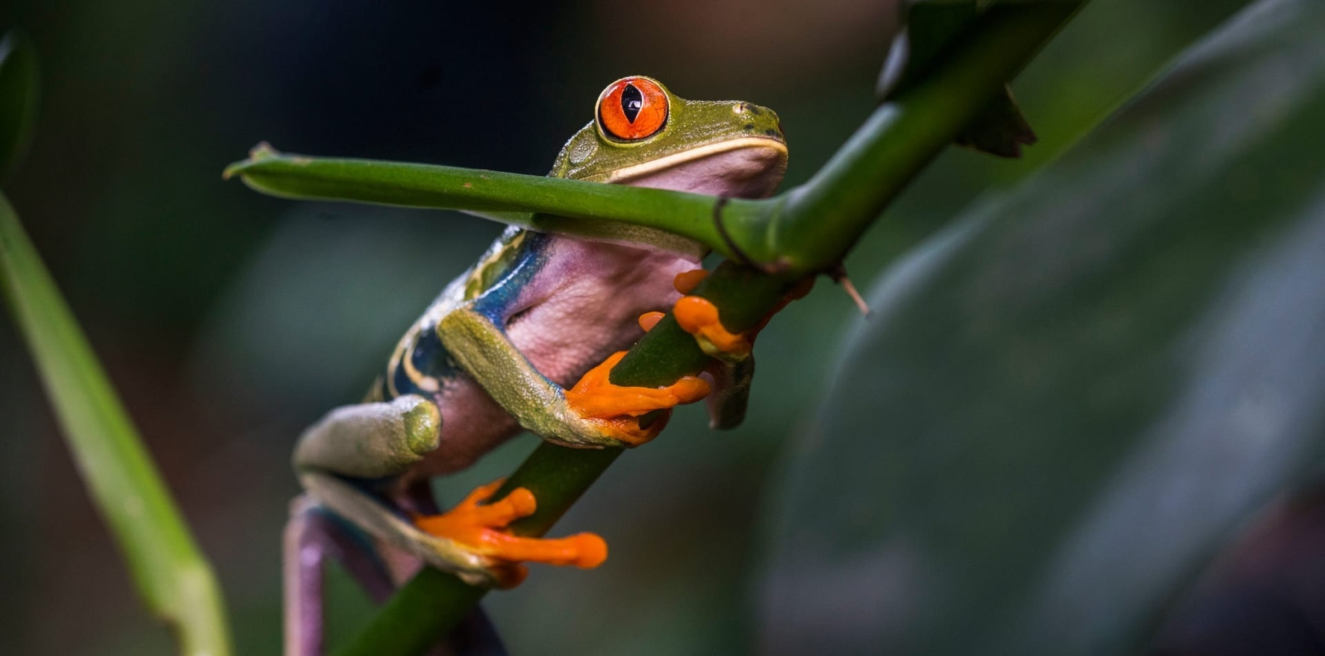 Close-up of a red-eyed tree frog with a green body and orange feet climbing a thin green branch.