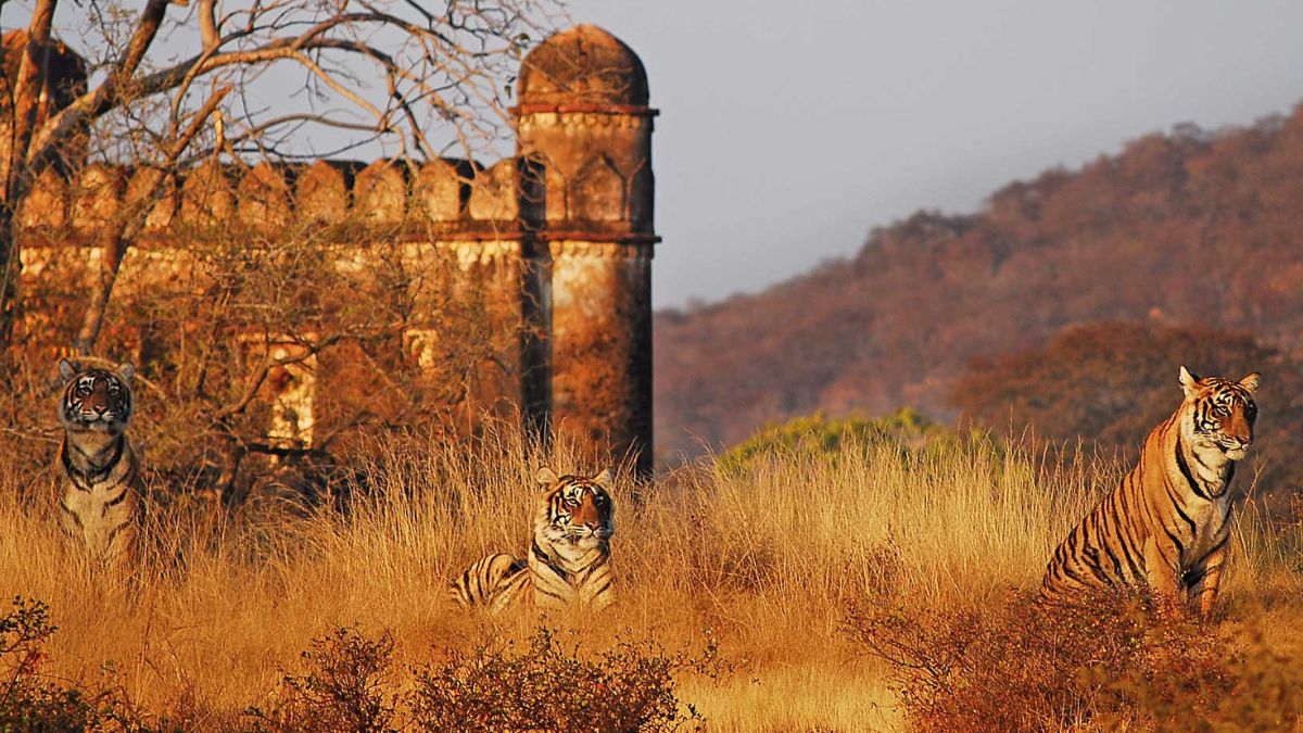 Three Bengal tigers in dry grass near ancient fort walls in Rajasthan, with access to nearby luxury hotels in India.