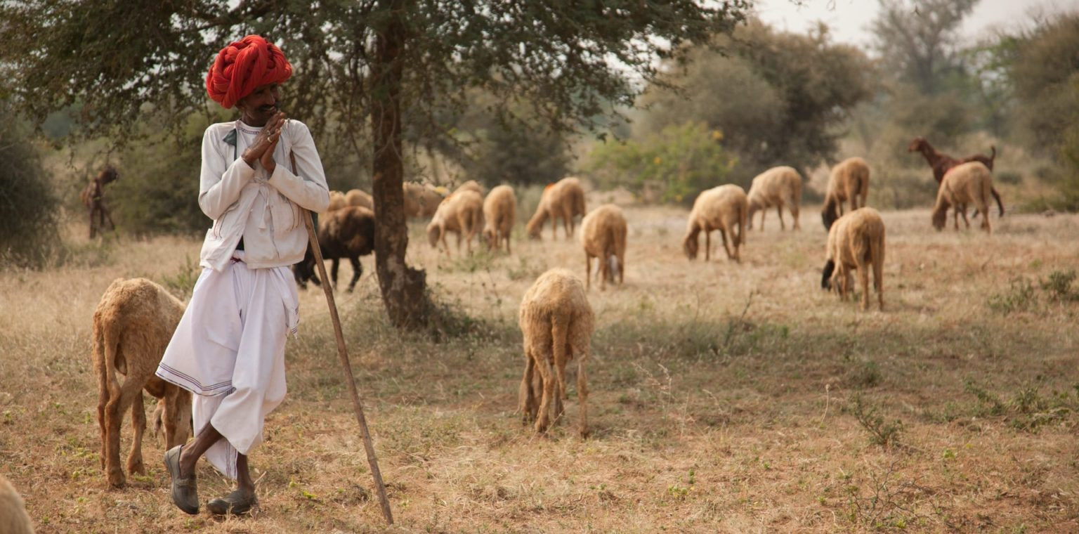 Rabari shepherd in traditional dress tending sheep in rural Rajasthan
