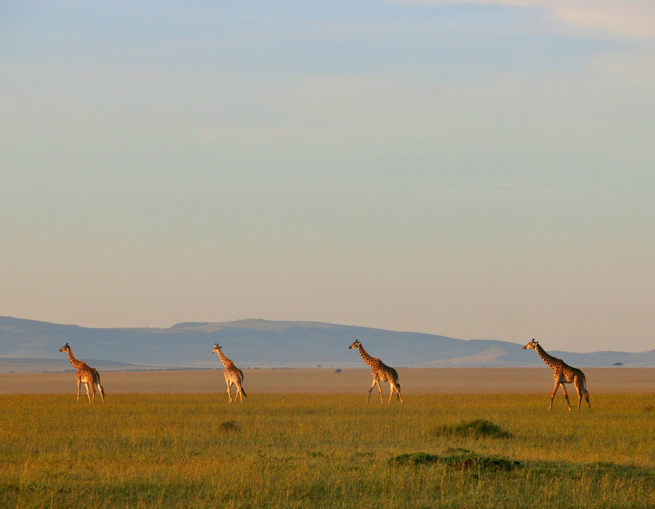 Four giraffes walking on a luxury kenya safari