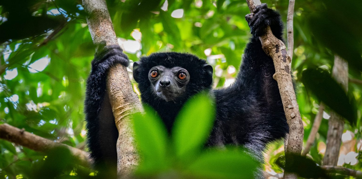Black monkey holding onto two branches in the trees