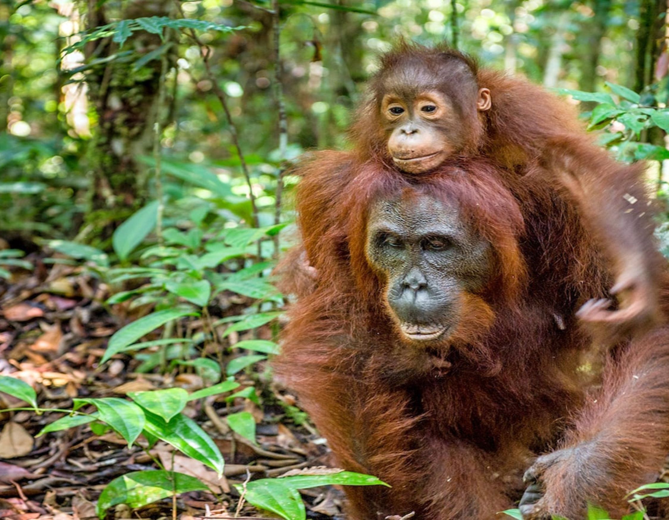 An adult orangutan walking through a lush green forest with a young baby orangutan riding on its back.
