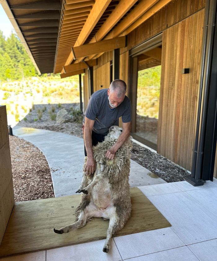 man shearing a sheep