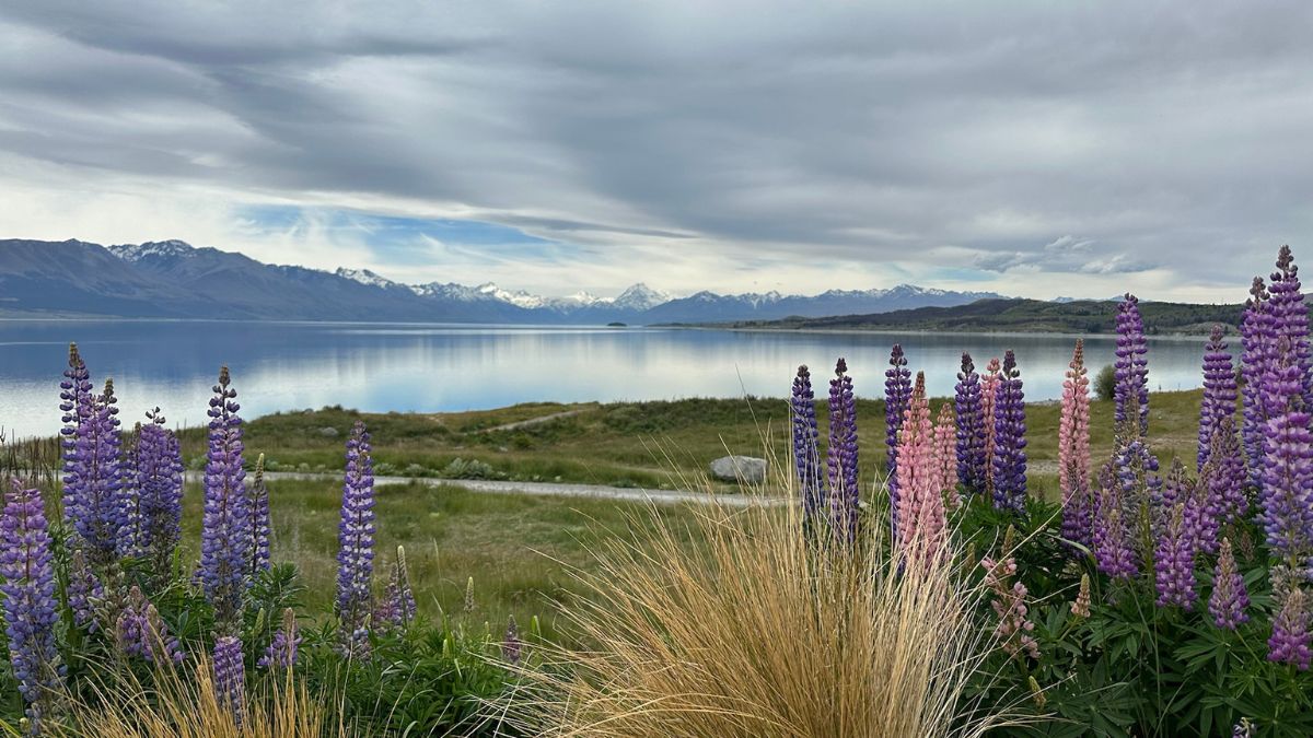 flowers in front of a lake
