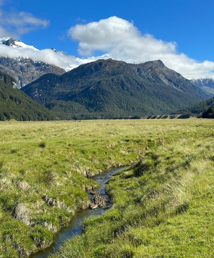 grassy landscape and mountains