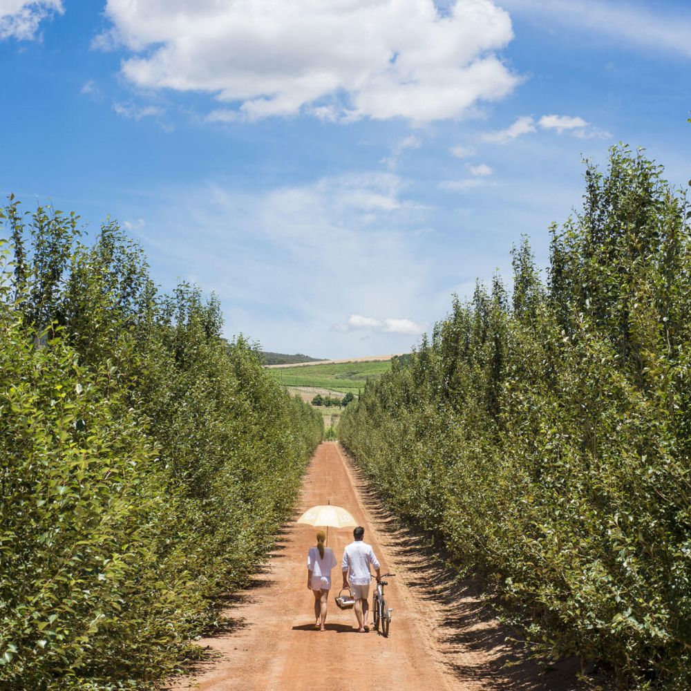 A couple walking down a long path on Babylonstoren farm