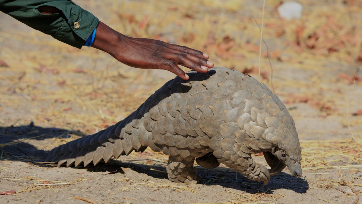 pangolin