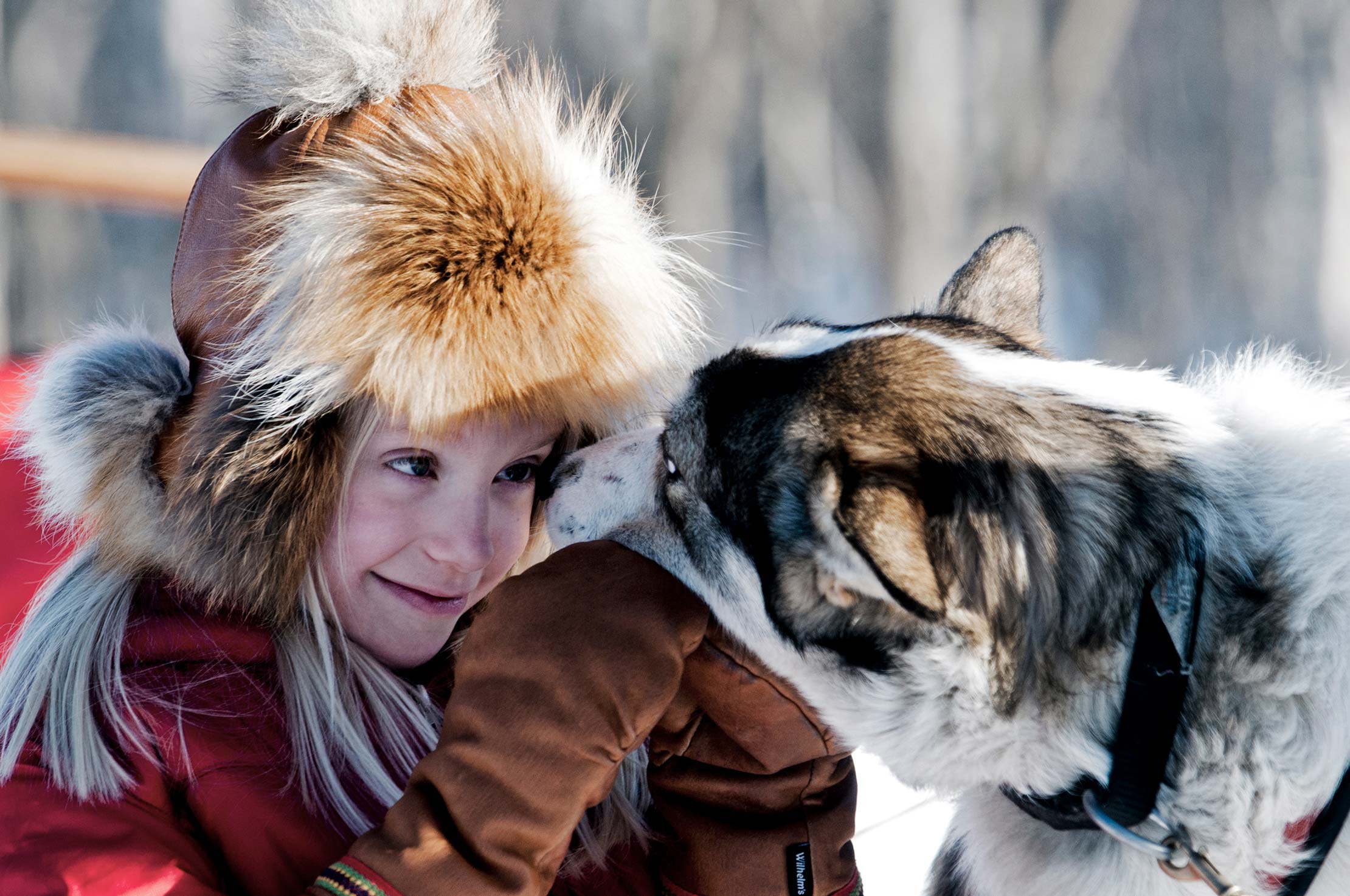 Girl at Fjellborg Arctic Lodge with a husky in the snow A magical moment from one of the best Christmas family vacation destinations.