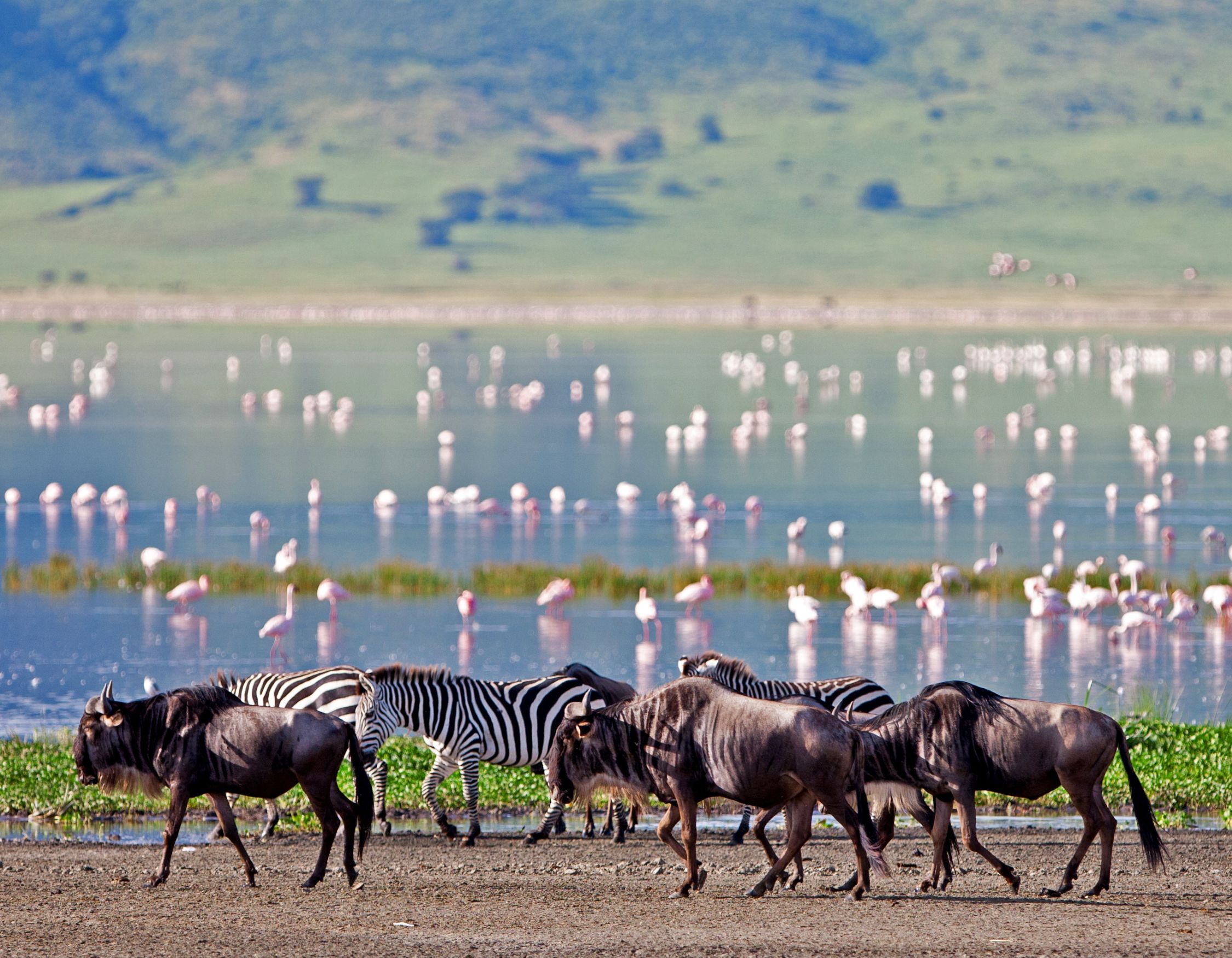 Wildebeest and zebras walking past the delta in Tanzania on a luxury Tanzania Safari