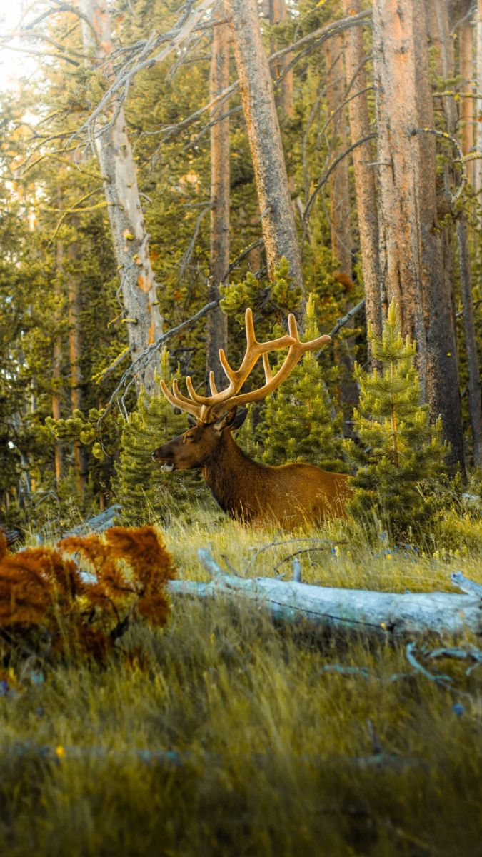 Elk in Yellowstone forest at golden hour, a memorable wildlife moment on a luxury 4th of July vacation in the USA.