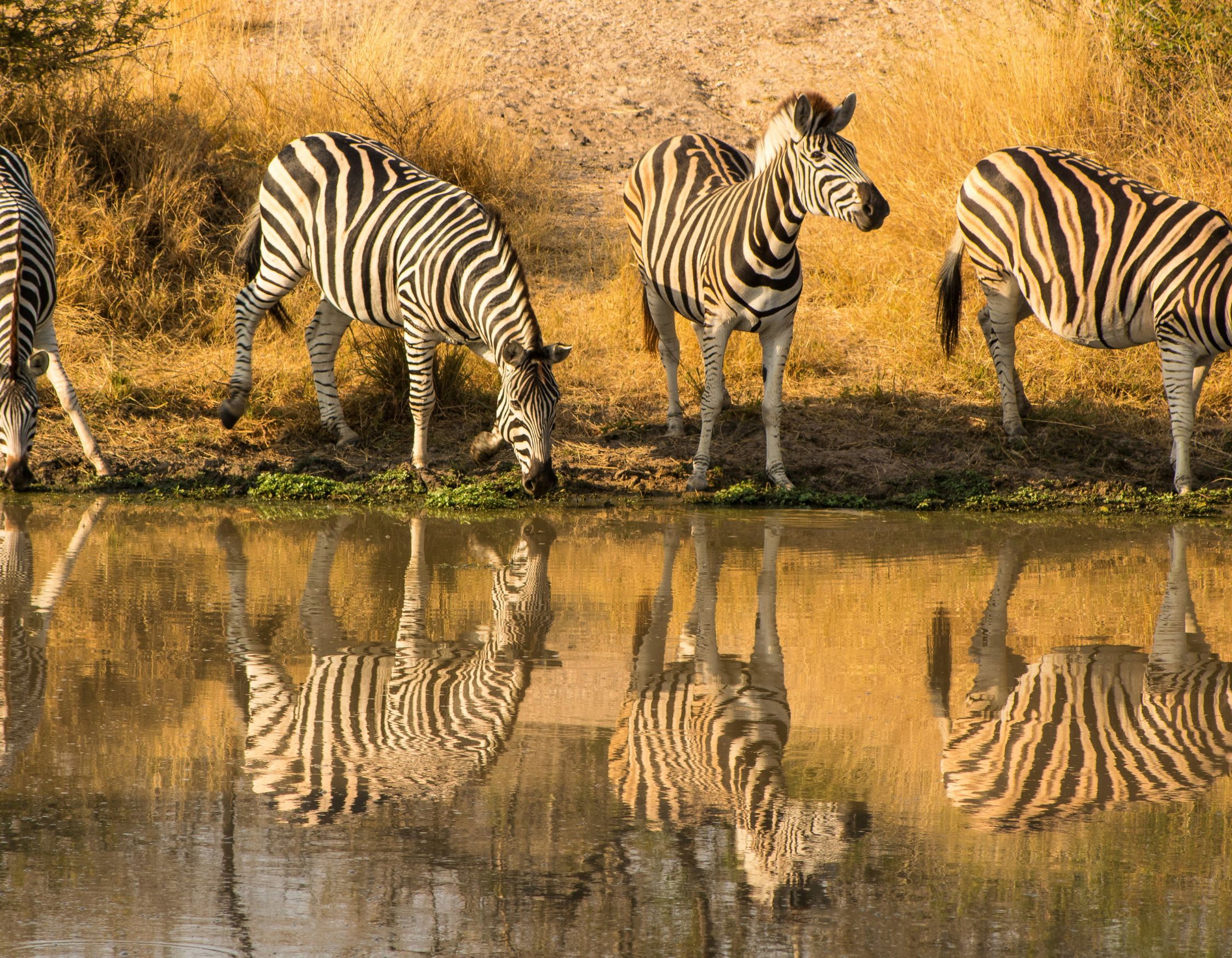 Several zebras drinking at a watering hole with clear reflections visible in the calm water.