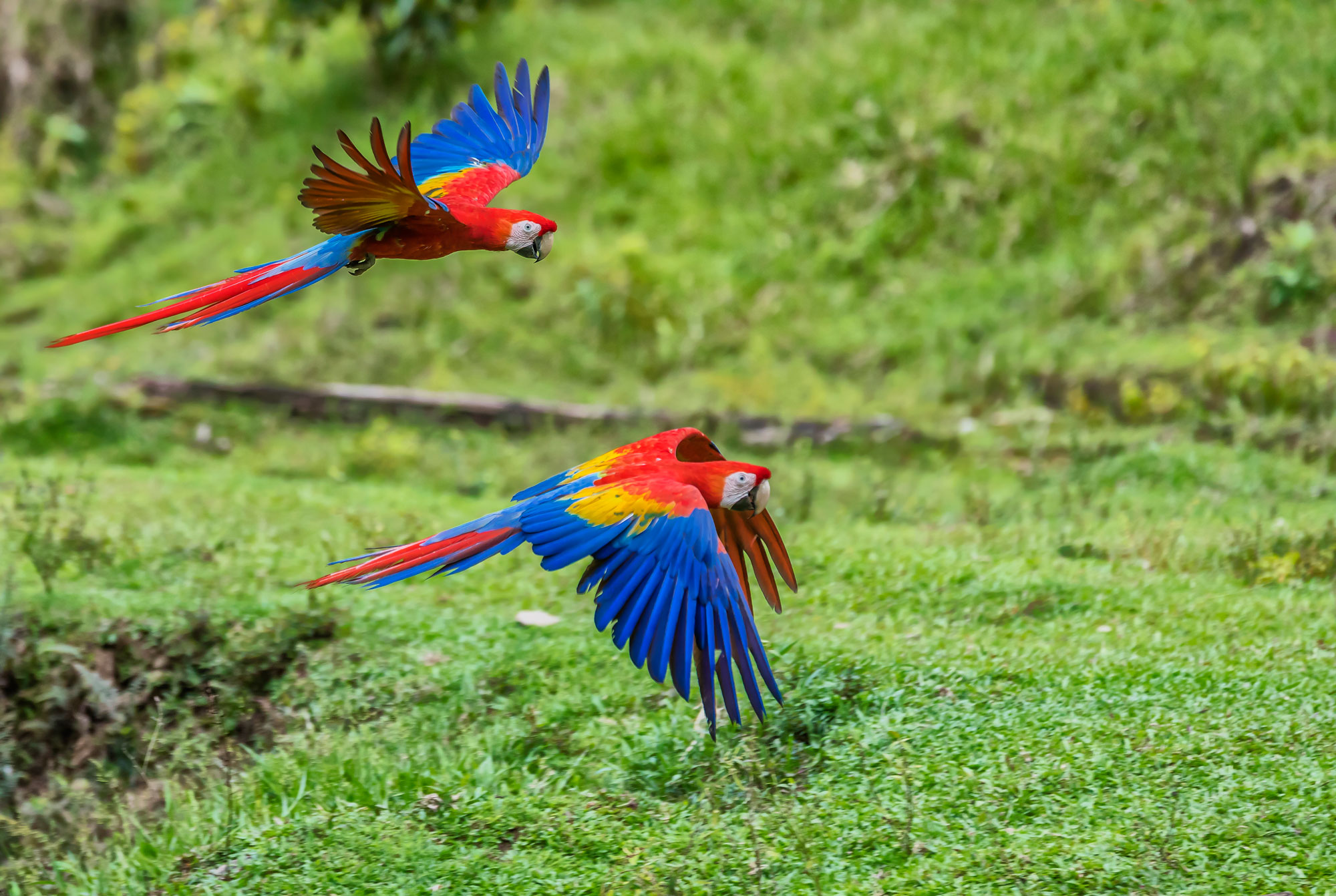 Two scarlet macaws with vibrant red, yellow, and blue feathers flying over a lush green field.