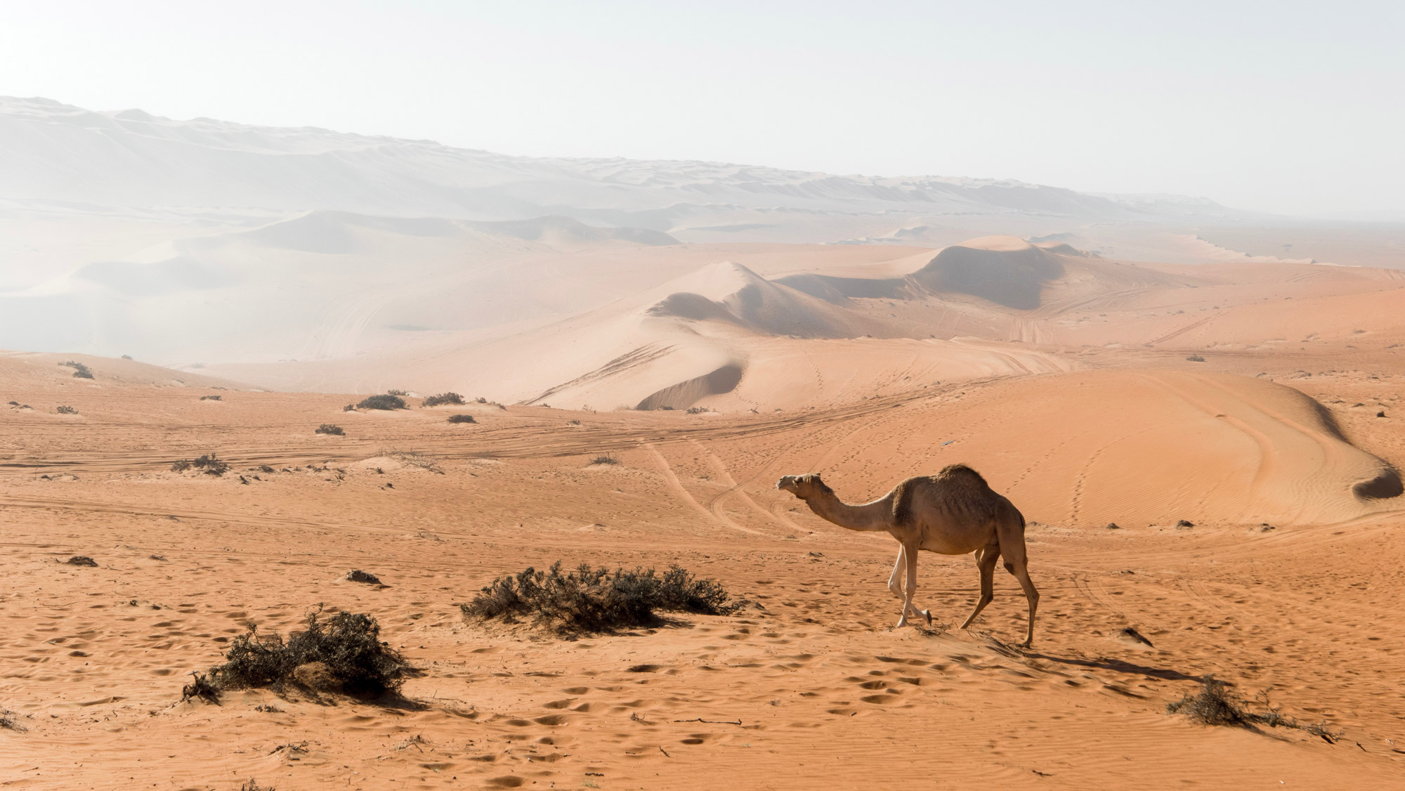 A single camel walking across vast, undulating orange sand dunes under a hazy white sky.