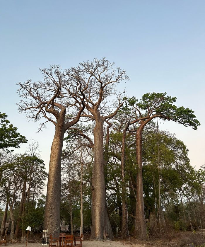 baobab trees