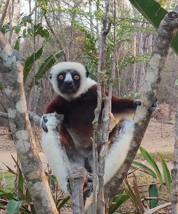 Lemur in a tree