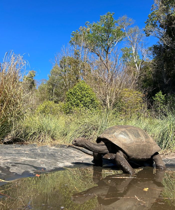 giant tortoise