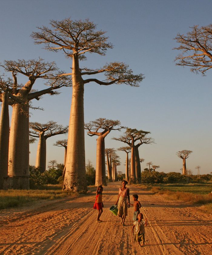Baobabs in Madagascar