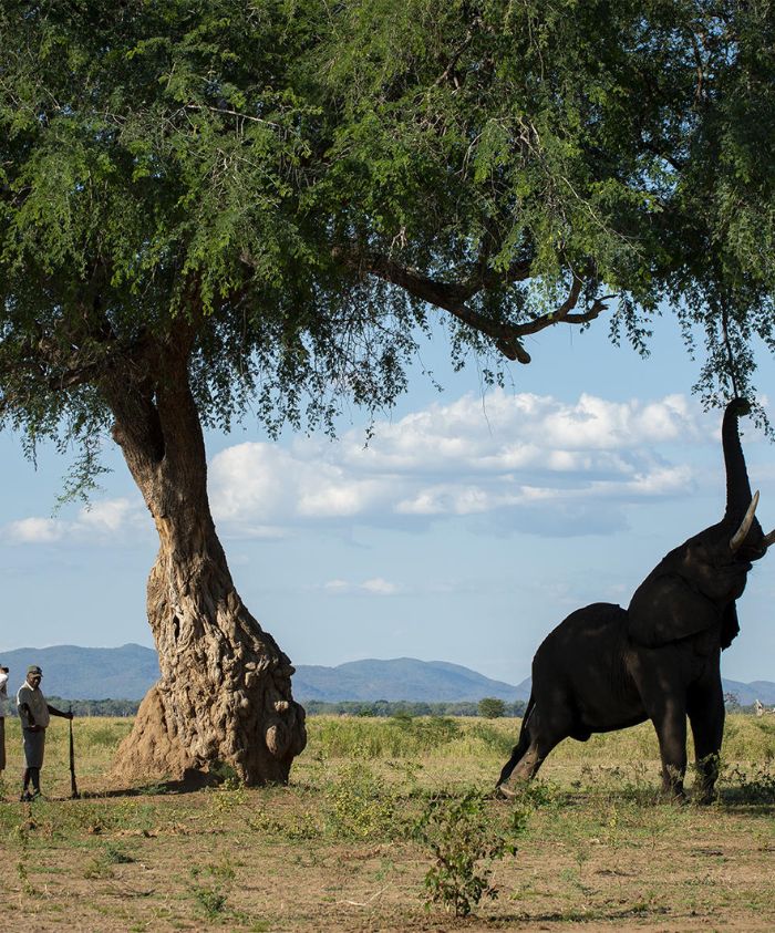 elephant spotted on a walking safari