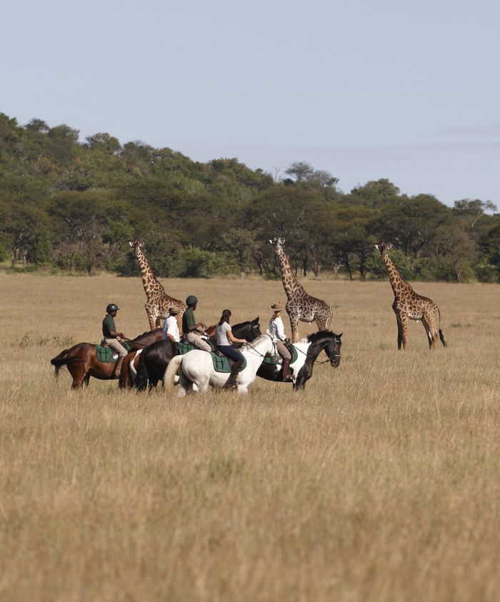 three giraffe spotted on a horse safari