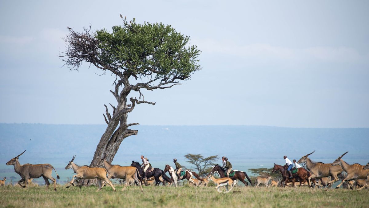 A group of people on horseback ride through a grassy field alongside a herd of running eland antelopes.
