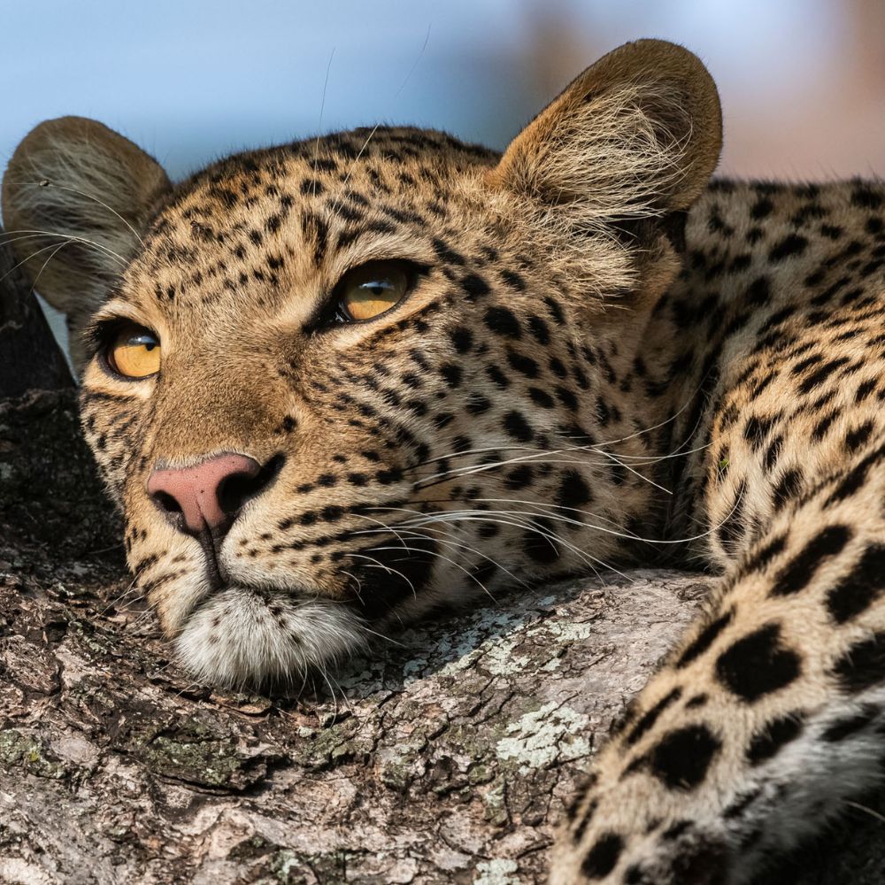 Leopard lazing in a tree