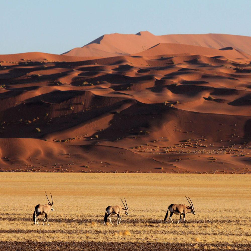 three oryx in Namibian desert