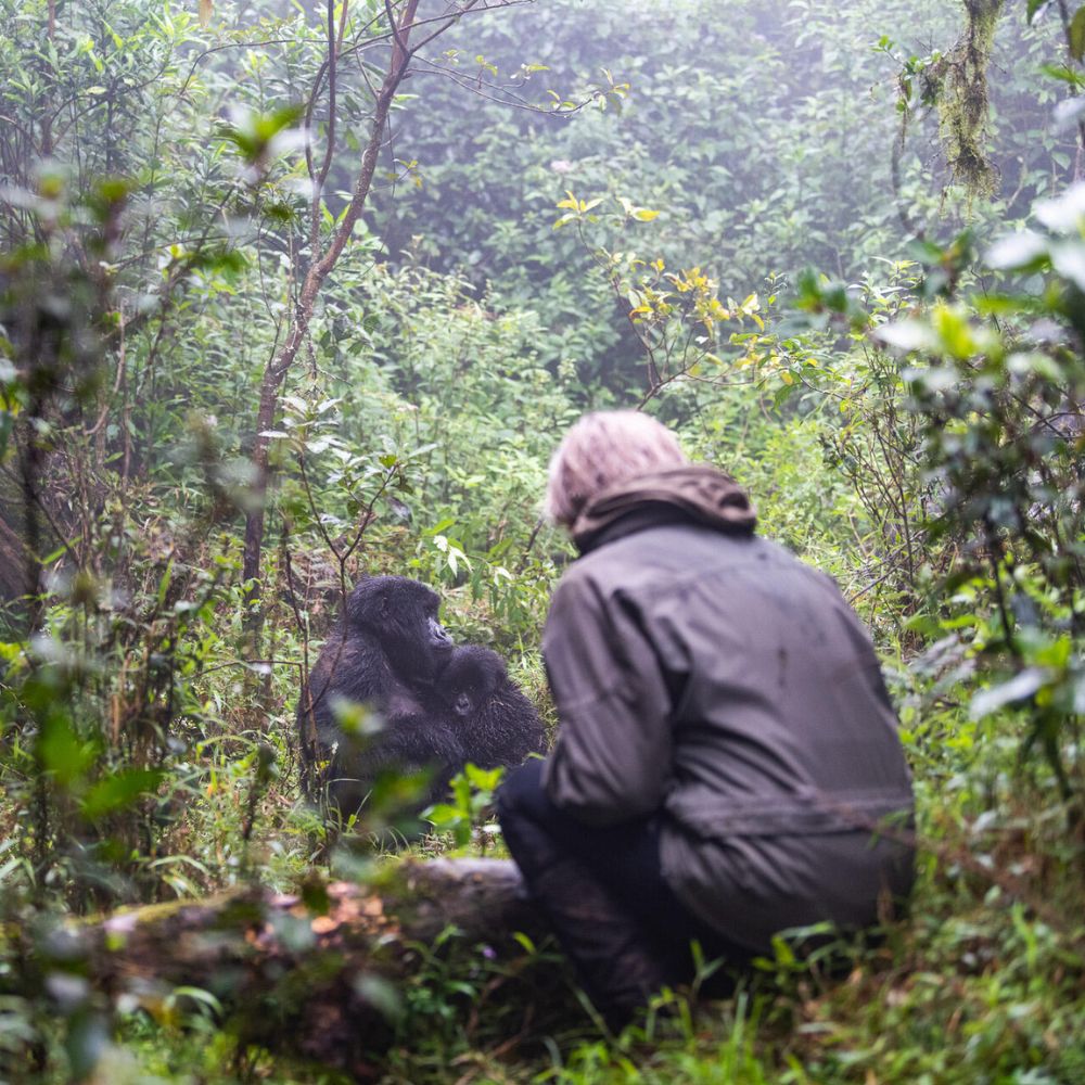 gorilla trekking in Rwanda