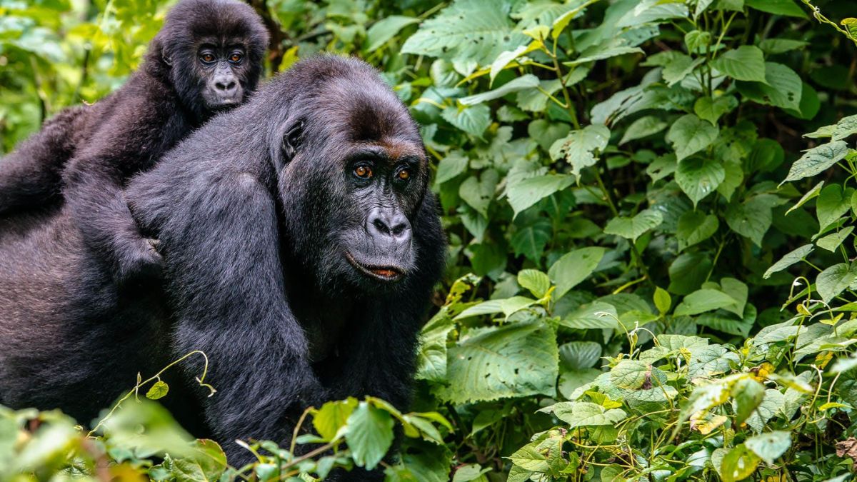 Where to travel in February Rwanda