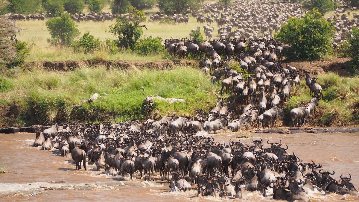 Wildebeest crossing a river during the Great Migration in Tanzania - a top summer vacation experience.