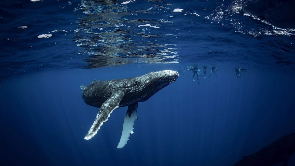 Large humpback whale swimming underwater near the surface with a small group of snorkelers nearby.