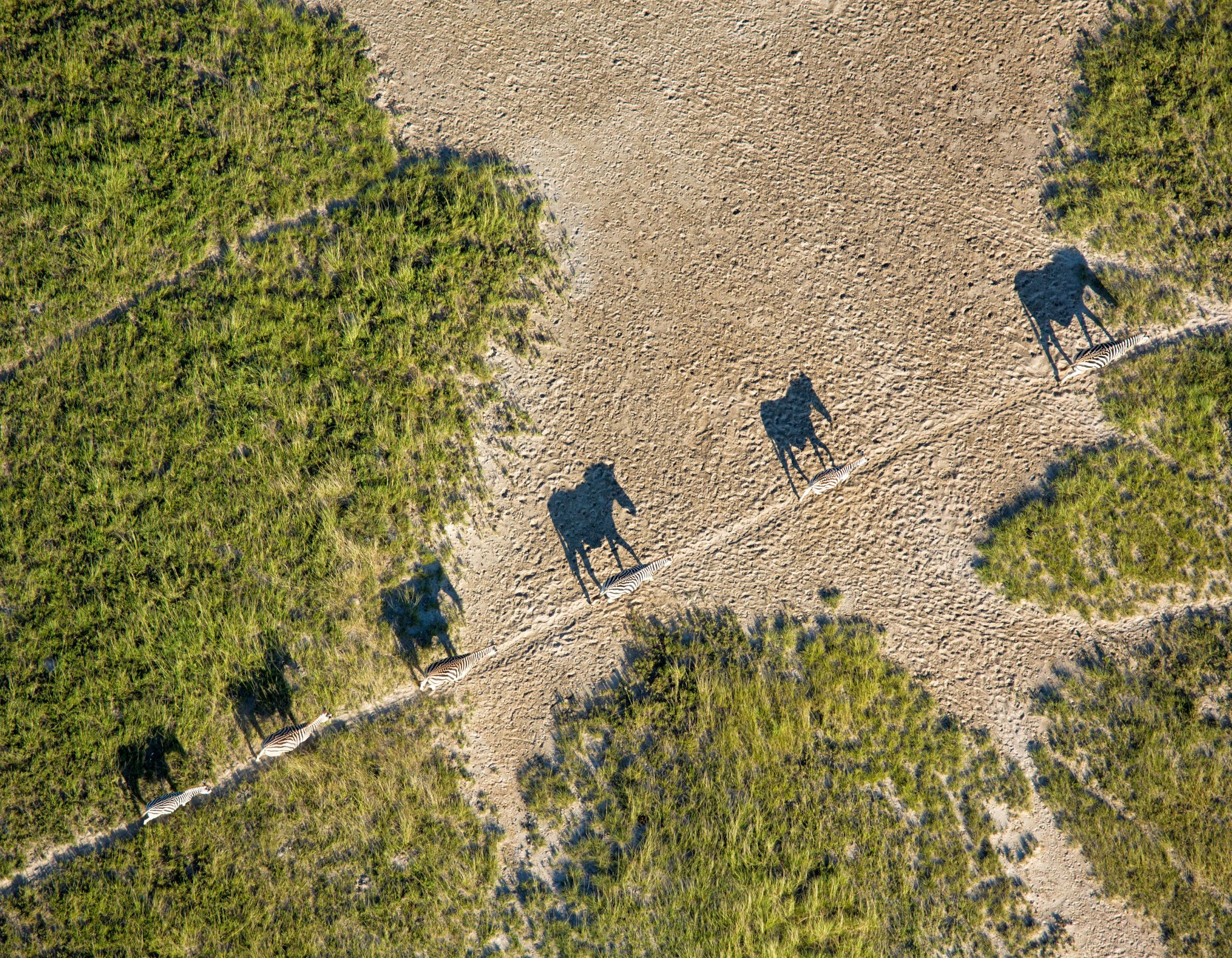 Aerial view of four zebras walking across a sandy path between patches of green grass, casting long shadows.