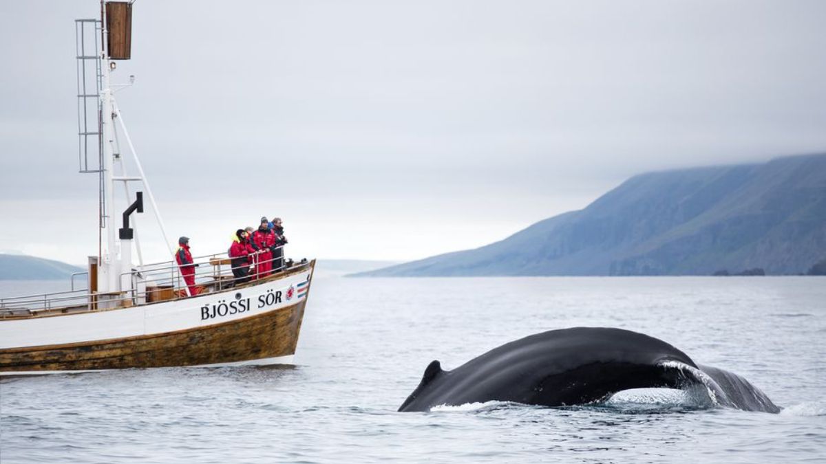 Travelers whale watching from a traditional Icelandic boat with a surfacing whale - an unforgettable encounter in one of the best vacation locations in August.