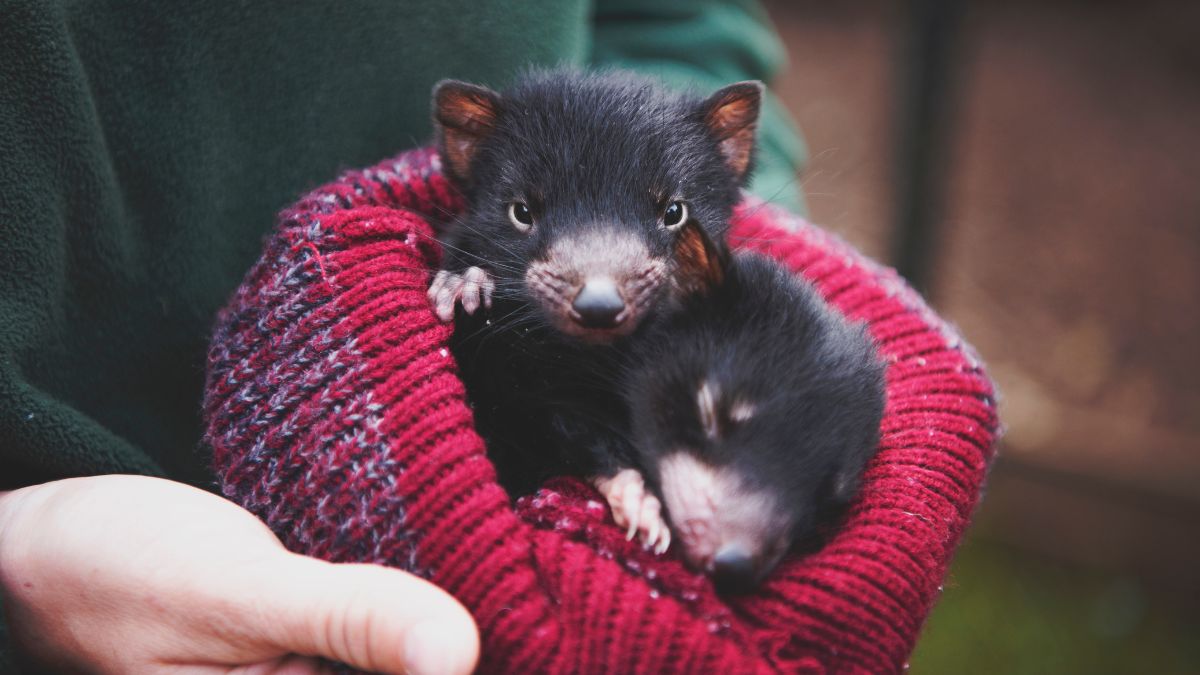 Two small Tasmanian devil pups nestled in a cozy red knit blanket held in someone's hands. The pups have shiny black fur and expressive faces.