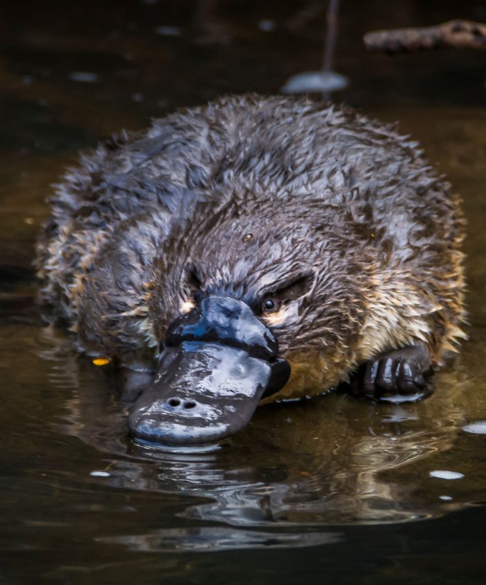 A platypus swims in murky water, with its distinctive duck-like bill and fur glistening. Its expression is curious as it approaches the camera.