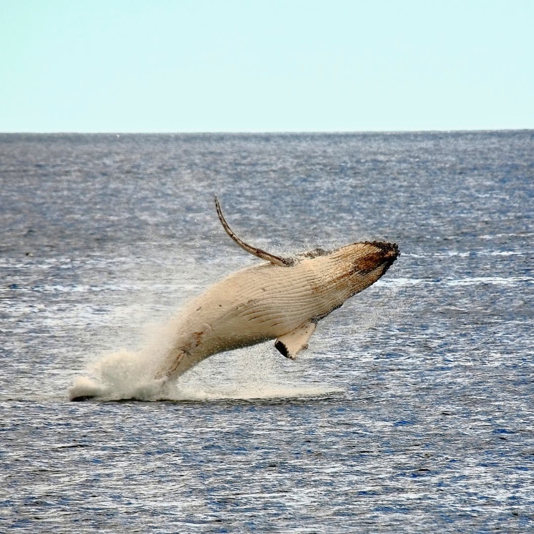 A humpback whale breaches the ocean's surface, creating a spray of water as it leaps into the air. The clear blue sky and calm sea create a serene backdrop.
