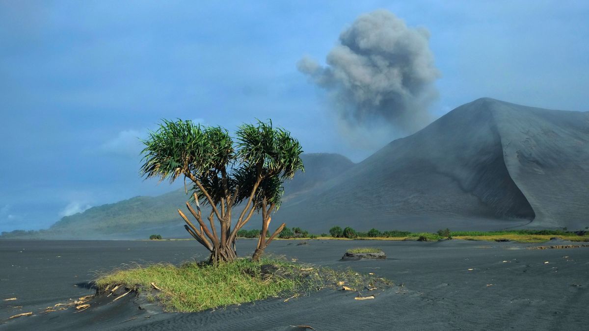 A solitary tree stands on a black volcanic landscape, with a mountain in the background emitting a gray plume of ash into the sky.