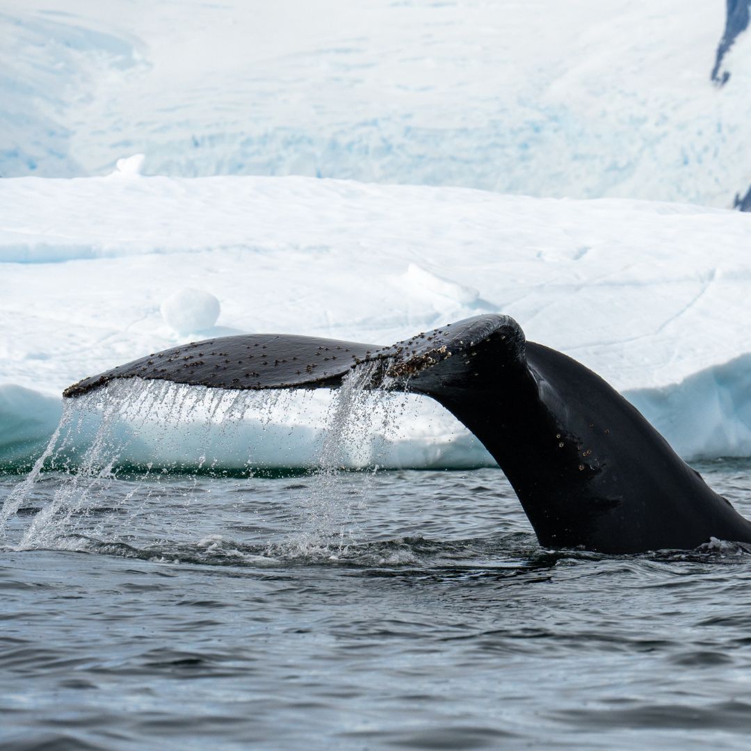 An adrenaline experience tagging killer whales in Antarctica