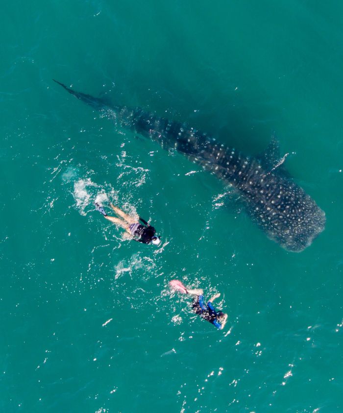 Diving with whale sharks in Costa Rica
