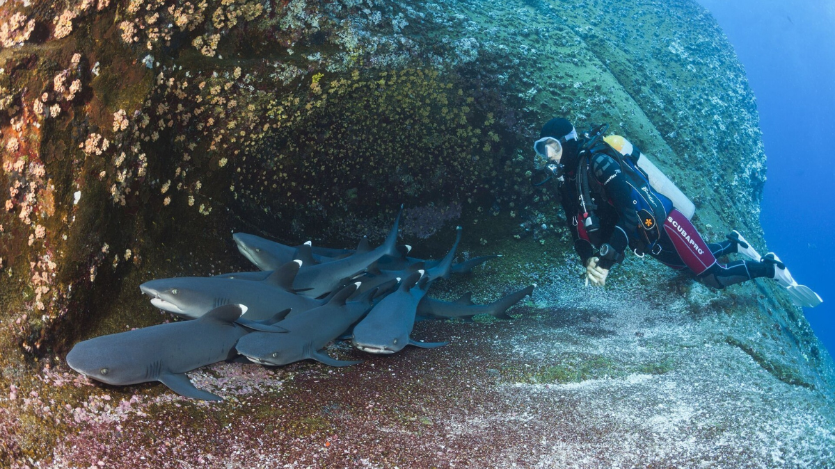 White tip shark Panama yachting experience