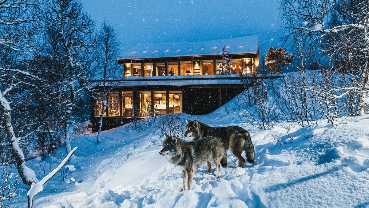 Wolves in the snow outside Wolf Lodge, Norway