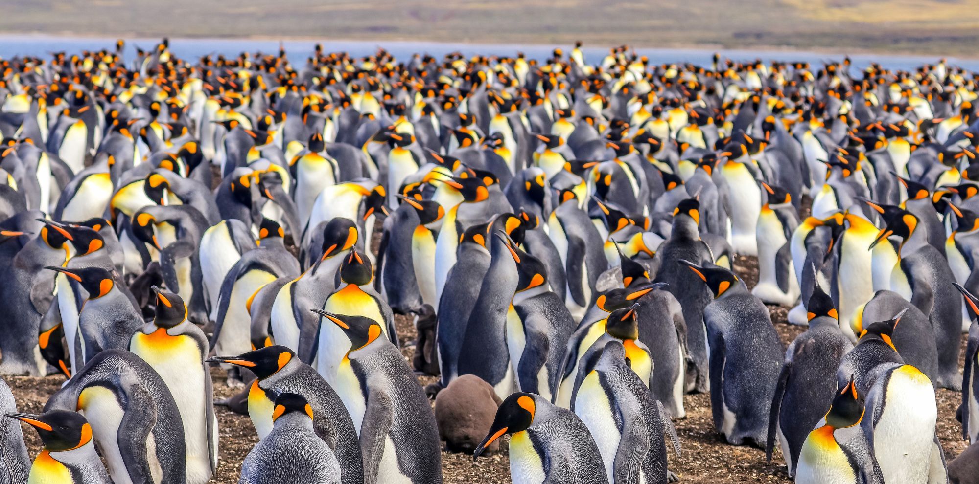 A large gathering of king penguins on a rocky shore, with thousands of individuals clustered closely together. The penguins display their distinctive black and white feathers and vibrant yellow-orange markings around their necks. A serene landscape with water and hills is visible in the background.