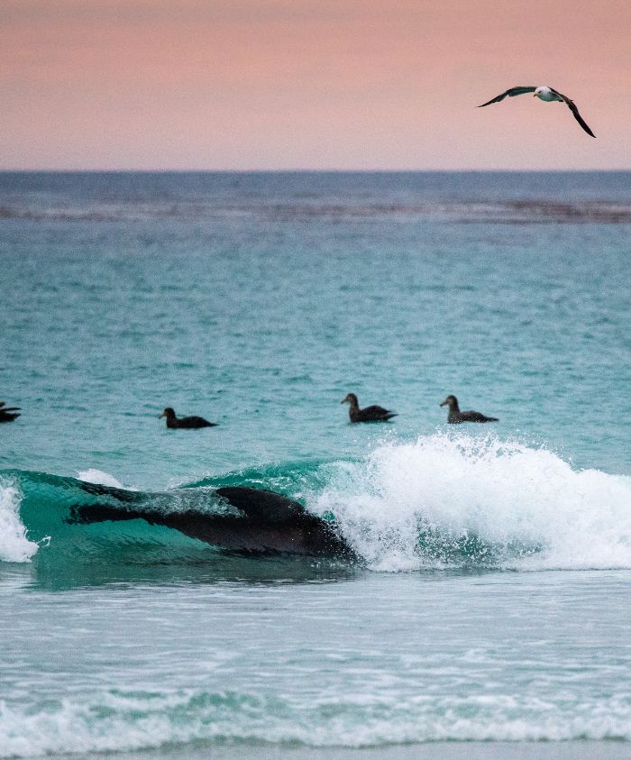 A serene coastal scene features a wave crashing against the shore, with a dolphin partially submerged. Several seabirds, including a flying gull and ducks, are visible in the calm water. The sky displays soft pastel hues during sunset.