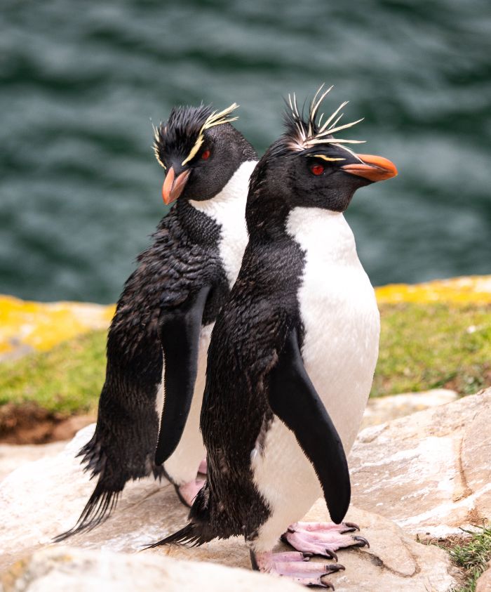 Two rockhopper penguins stand on a rocky shore, facing slightly away from each other. Their distinctive crests and vibrant orange beaks contrast against their black and white plumage, with a blue ocean in the background.