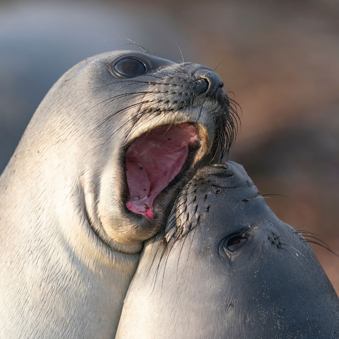 Two seals closely interacting, one with its mouth open as if vocalizing, while the other rests against it. Soft textures and warm lighting enhance their features and expressions.