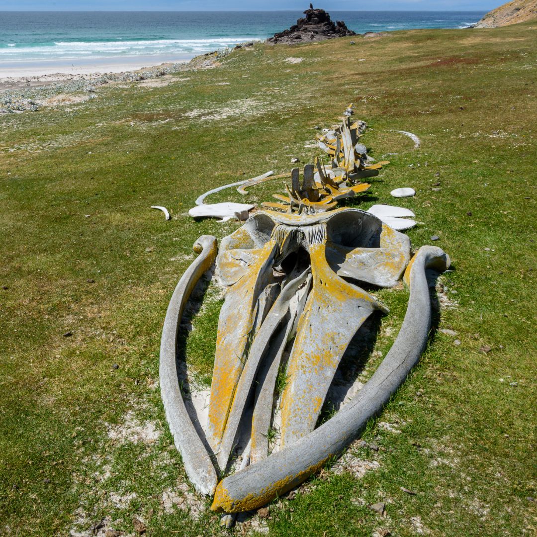 A large, weathered whale skeleton lies across a grassy area with a beach and ocean in the background. The bones are covered in yellow lichen, contrasting with the green grass.