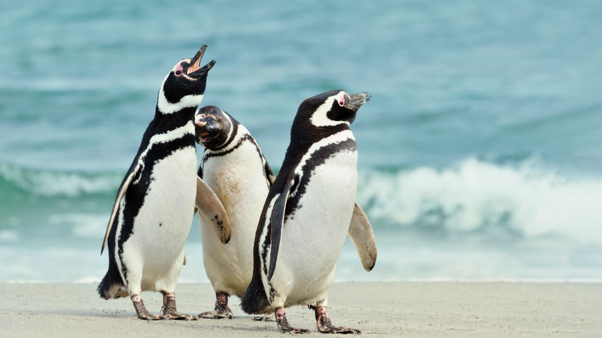 Three penguins with black and white plumage standing on a sandy beach, facing the ocean. Two are calling out with open beaks, while one is slightly behind them. Waves can be seen in the background.