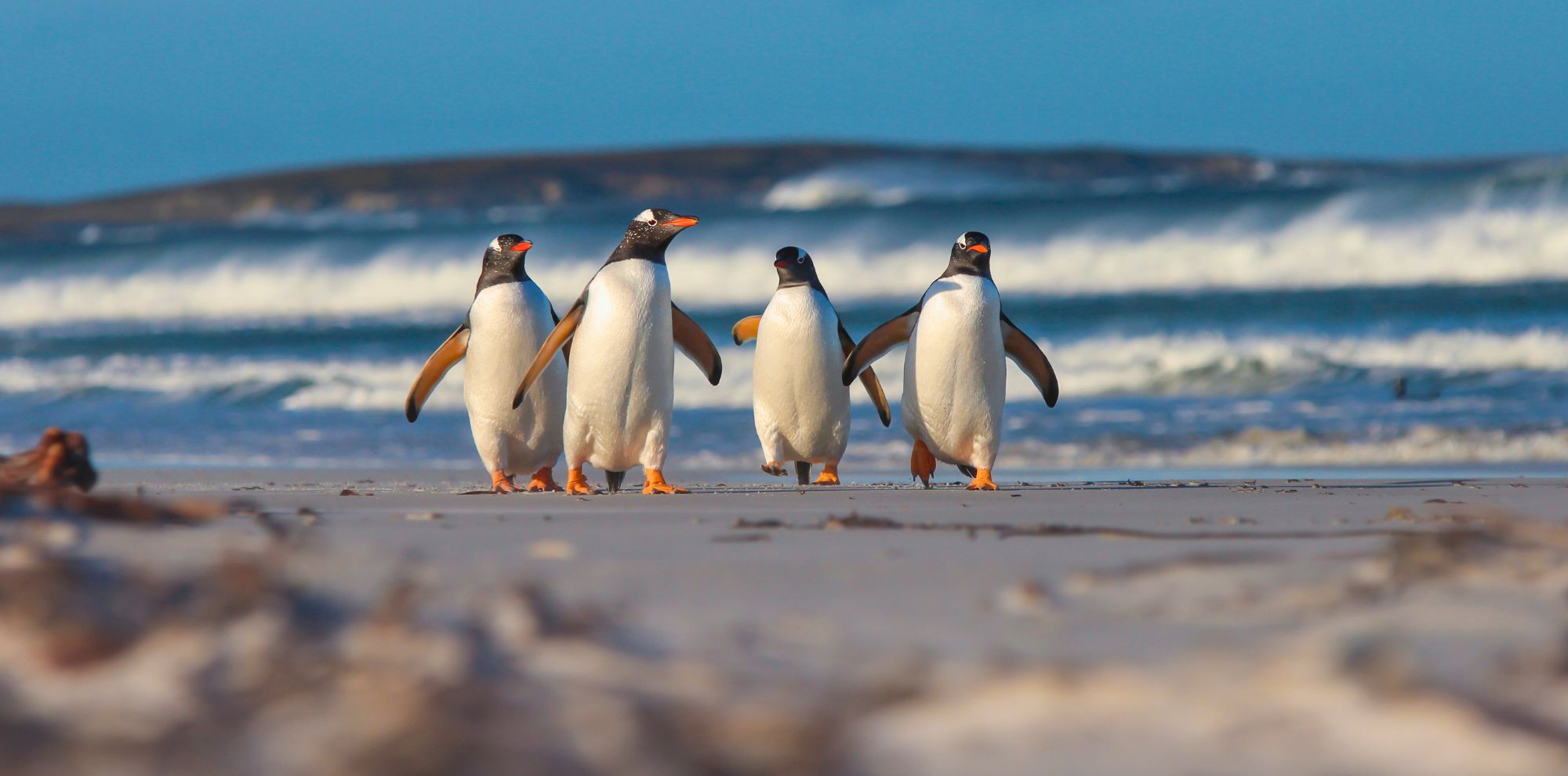 Four penguins walking together along a beach, with waves crashing in the background and a clear blue sky.