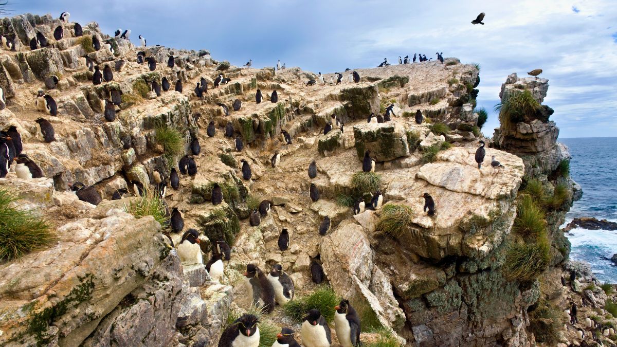 A rocky coastal landscape bustling with a colony of penguins, some perched on cliffs while others gather on the rocks below, against a backdrop of the ocean and a cloudy sky.