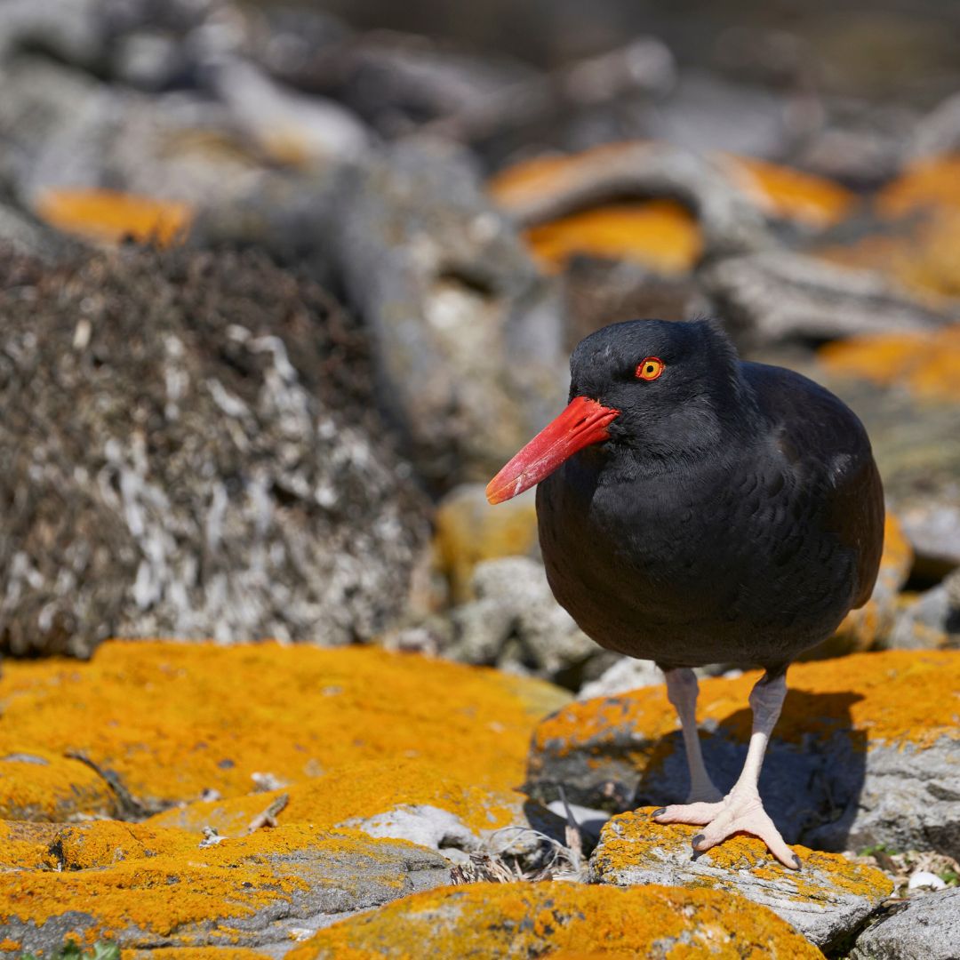A sooty-black bird with a bright red beak and striking orange eye stands on moss-covered rocks, showcasing vibrant orange lichen.
