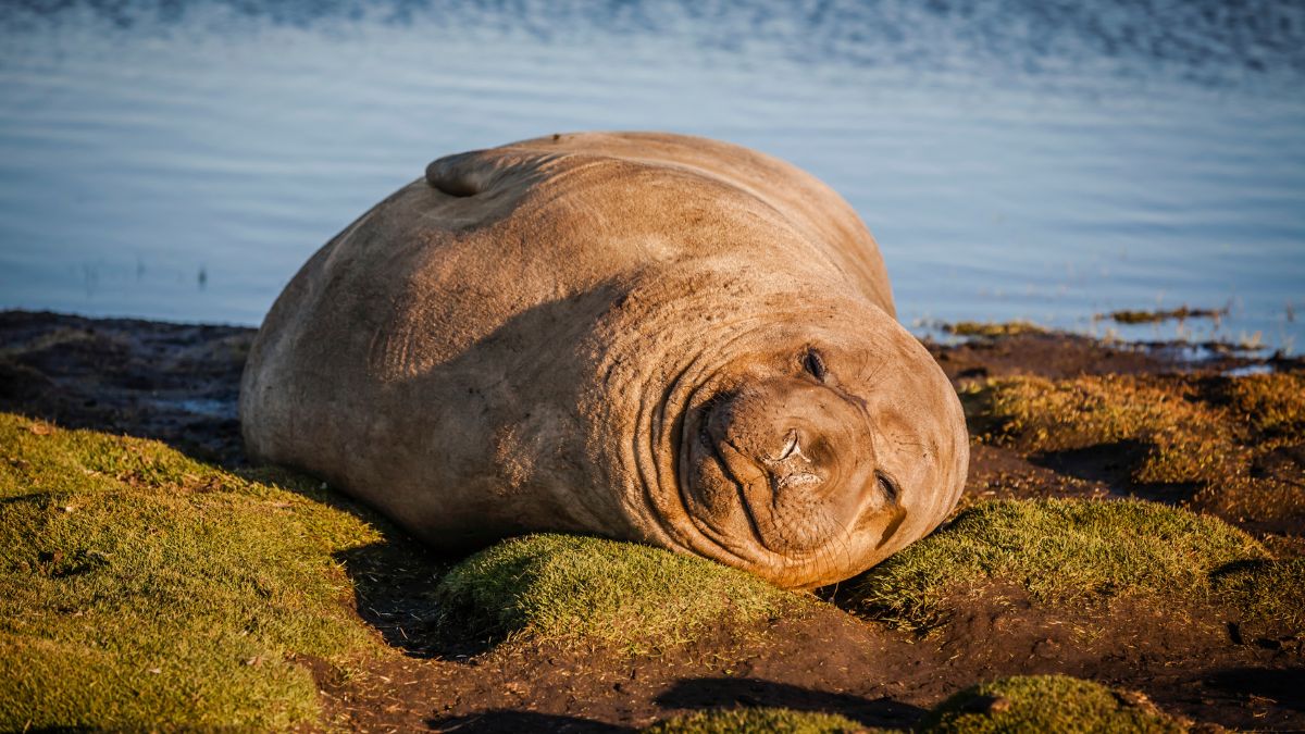 A resting seal lying on a grassy bank by the water, with its head tilted and eyes closed, enjoying the sunlight.